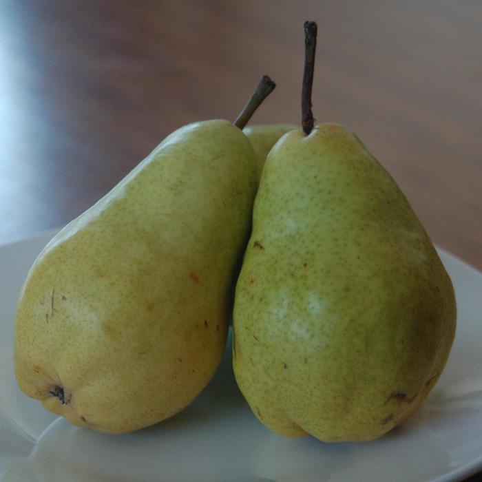 'Bartlett' Pear - Pyrus communis from Keathly Nursery