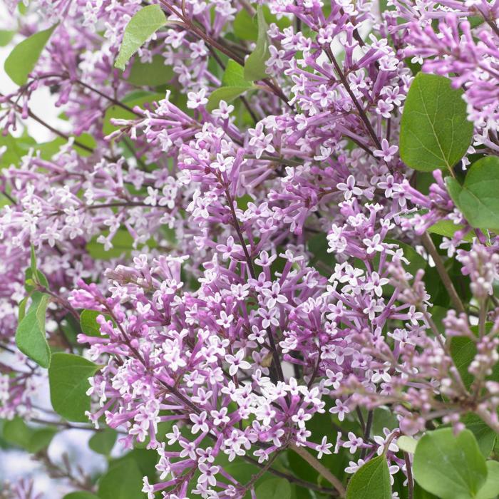 Flowerfesta&reg; Purple - Syringa meyeri (Dwarf Lilac) from Keathly Nursery