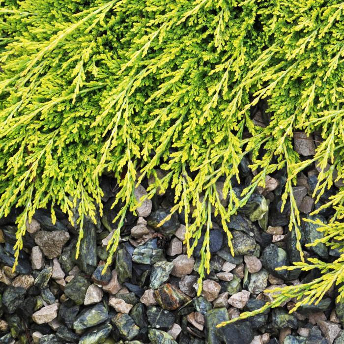 'Golden Carpet' Creeping Juniper - Juniperus horizontalis from Keathly Nursery
