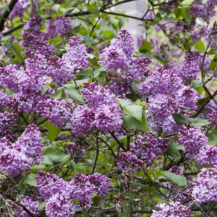 Common Purple Lilac - Syringa vulgaris from Keathly Nursery
