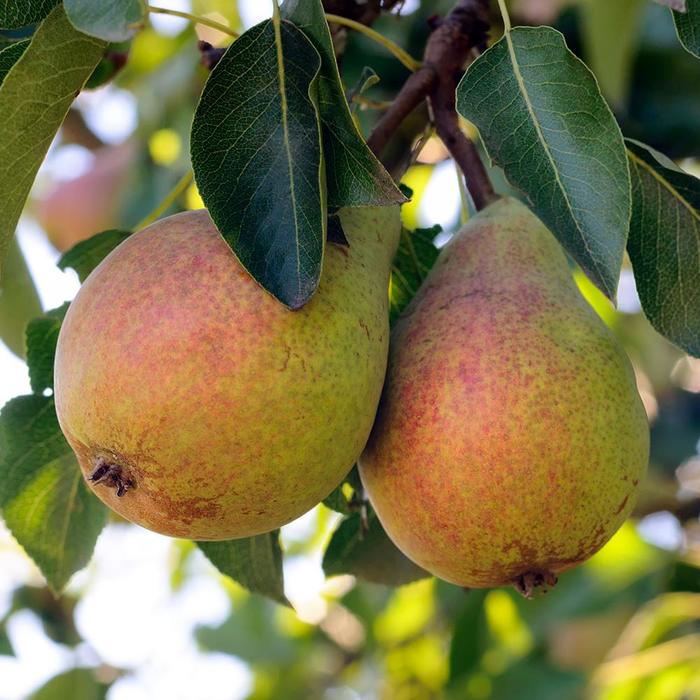 Pear Trees - Pyrus communis from Keathly Nursery