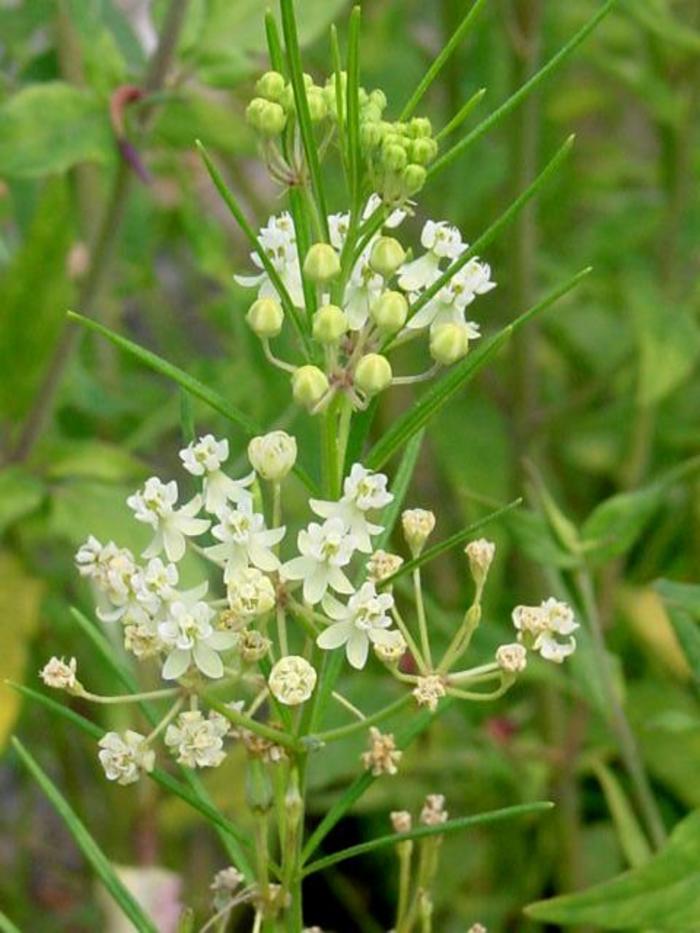 Whorled Milkweed - Asclepias verticillata from Keathly Nursery