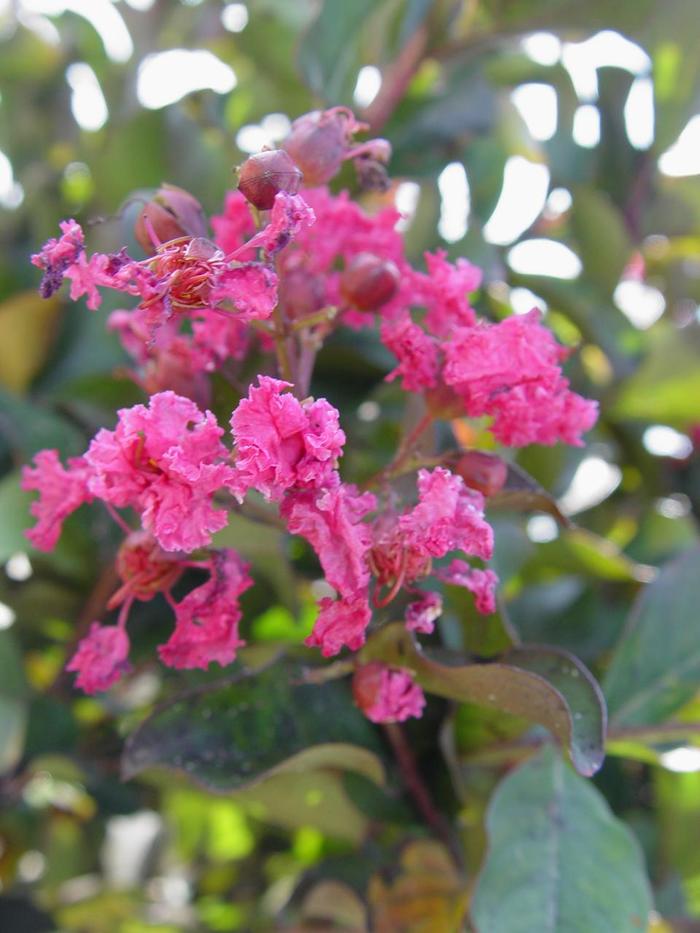'Pink Velour&reg;' Crape Myrtle - Lagerstroemia indica from Keathly Nursery