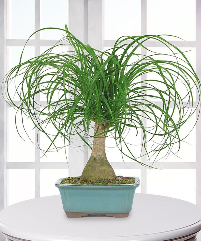 Pony Tail Palm - Beaucarnea recurvata from Keathly Nursery