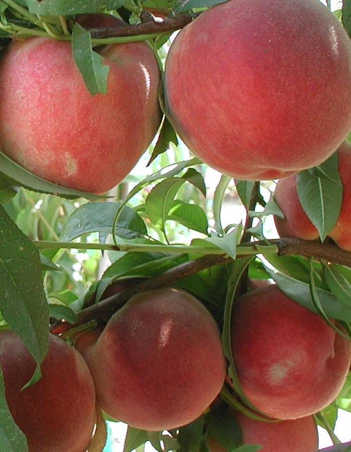 Peach Trees - Prunus persica (Peach) from Keathly Nursery