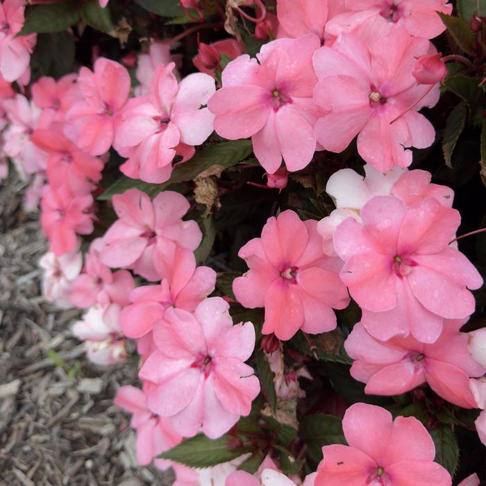 SunPatiens&reg; Compact Coral Pink - Impatiens () from Keathly Nursery