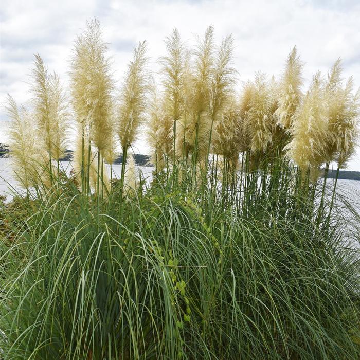 Pampas Grass - Cortaderia selloana from Keathly Nursery