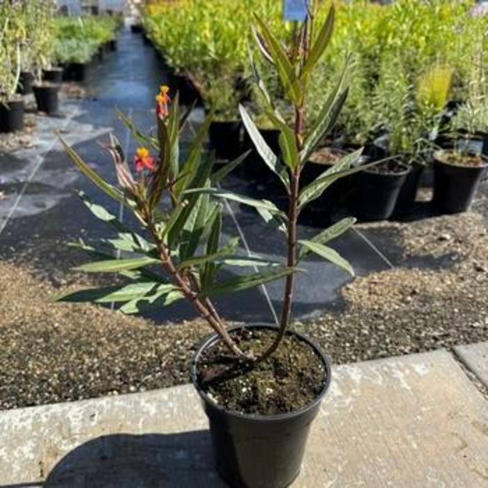 Milkweed - Asclepias curassavica from Keathly Nursery